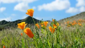 Spring in California